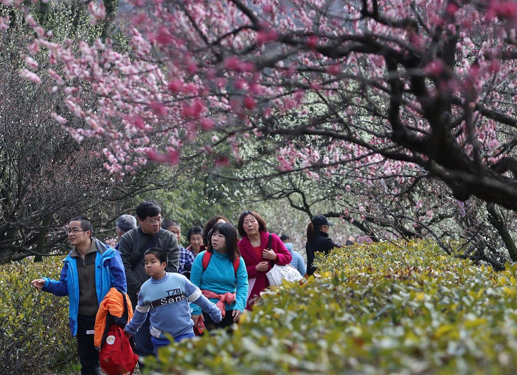 南昌赏梅正当时"梅花香自苦寒来,在中国传统文化中,梅花冰心又适