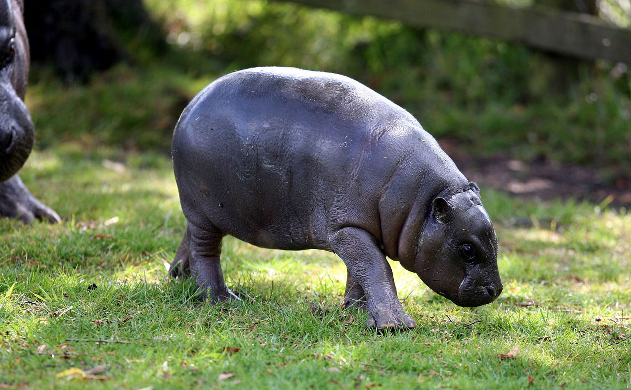 成年河马的体长可达5.5米,肩高可达2.3米,体重可达4.5吨.