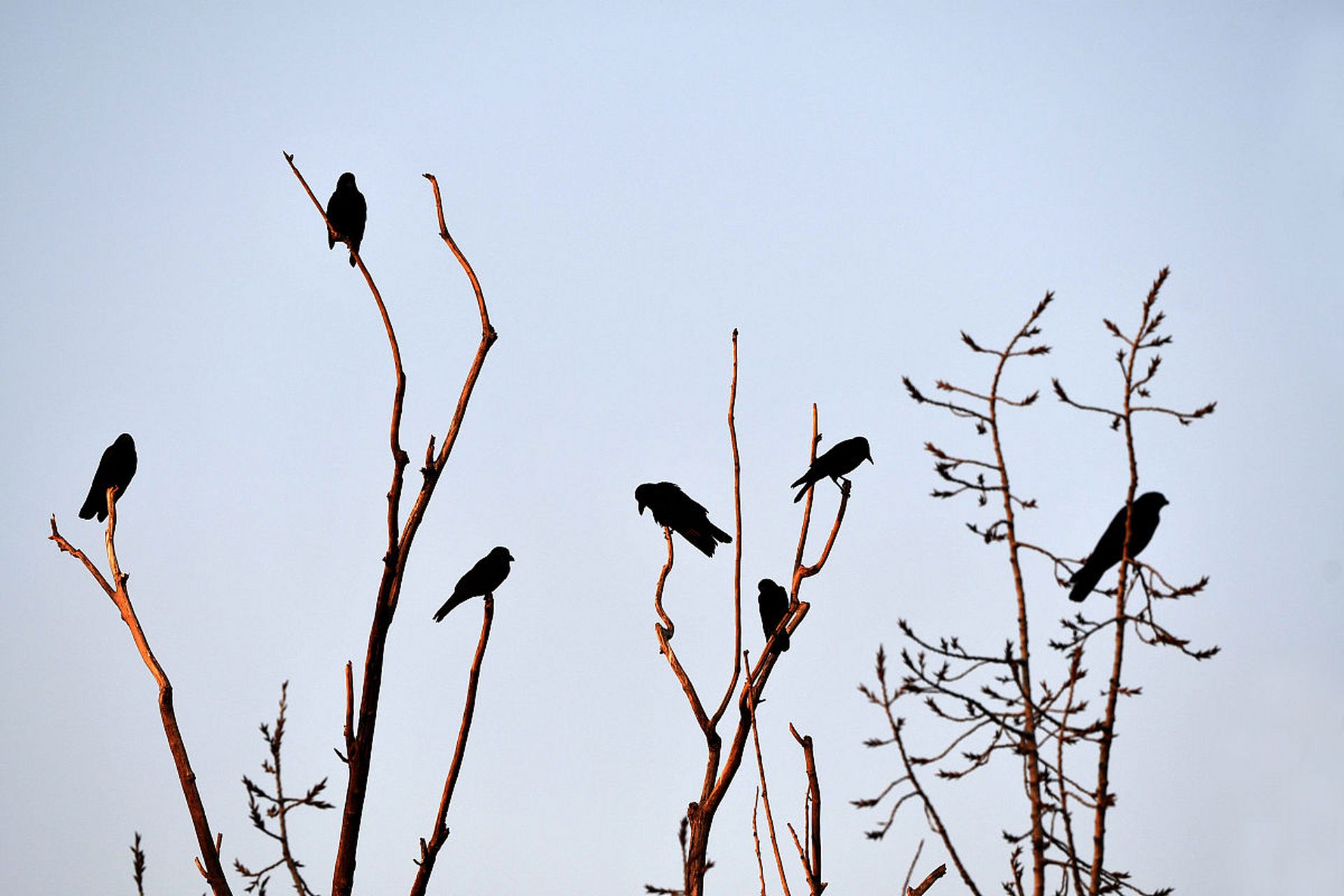 暮色森林乌鸦羽毛图片