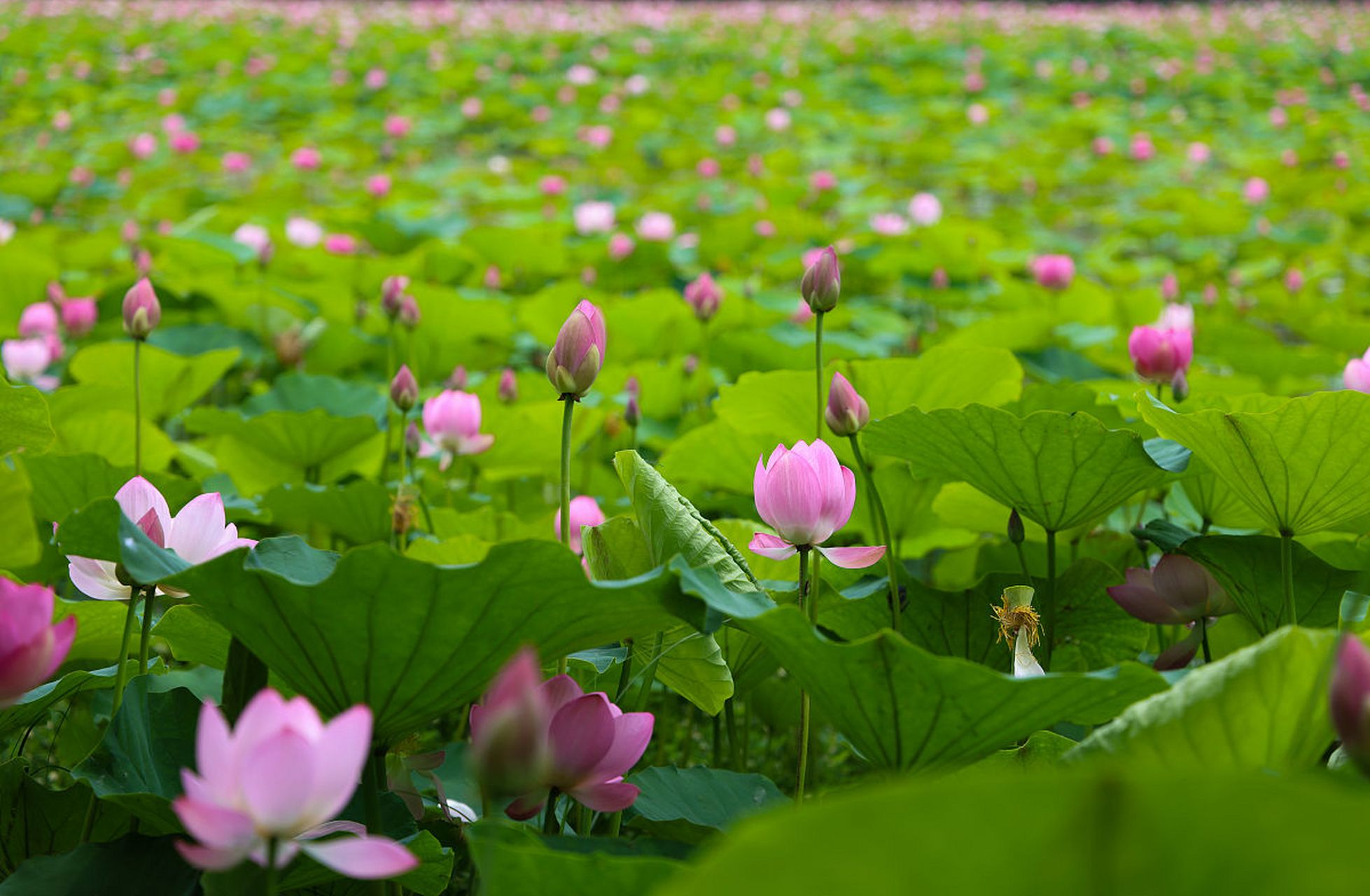 监利·洪湖荷塘,我心中的夏日仙境  每当夏天来临,我总会想起那片位于