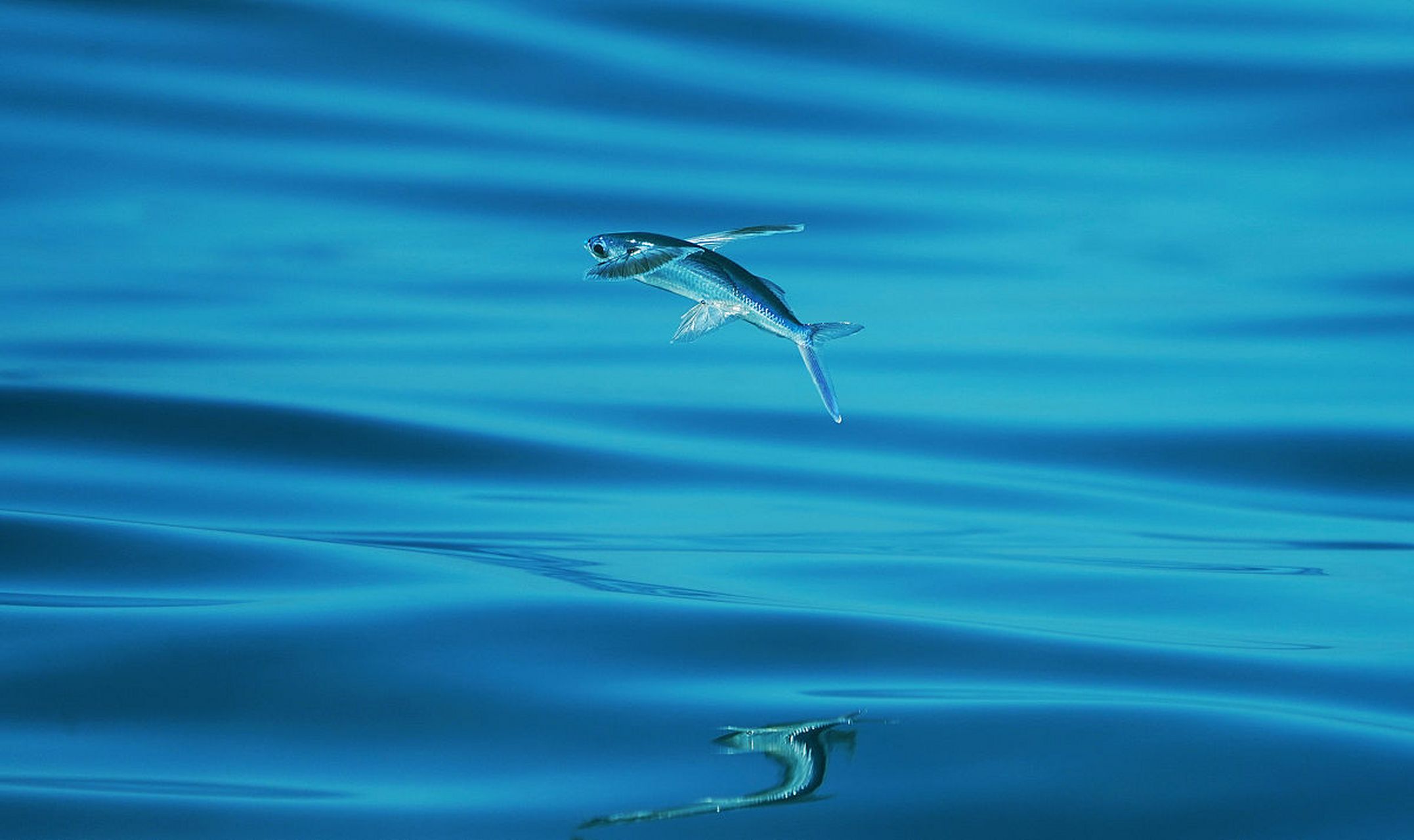 飞鱼拥有翅膀一样的胸鳍,可以在海面上跃出水面,尽情地展示它们的舞蹈