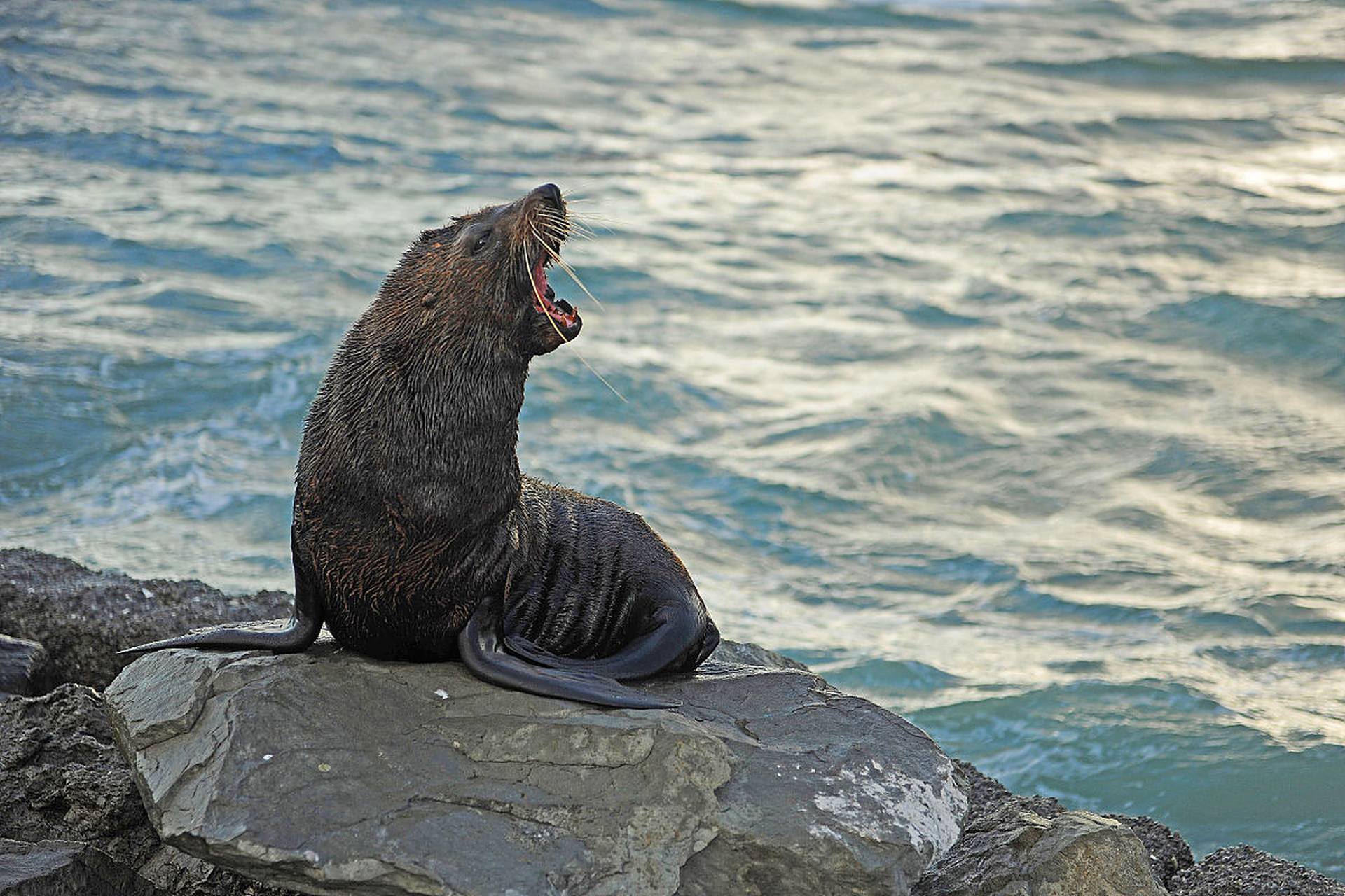 海豹是一种可爱的海洋哺乳动物,生活在全球的海洋和沿岸地区.