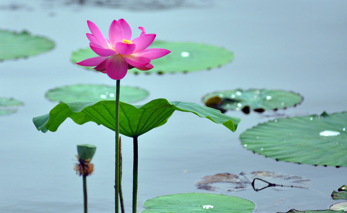 夏日炎炎荷花红,烟柳妩媚娇艳情立夏时节荷叶清,大明湖畔最美景