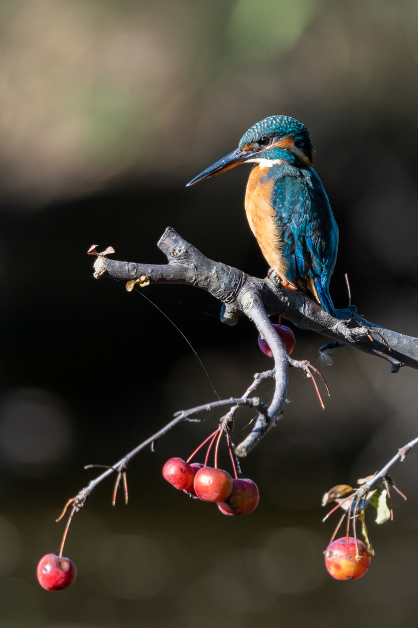 翠鸟,一种色彩鲜艳,活泼灵动的小鸟,以其独特的翠绿色羽毛而闻名.