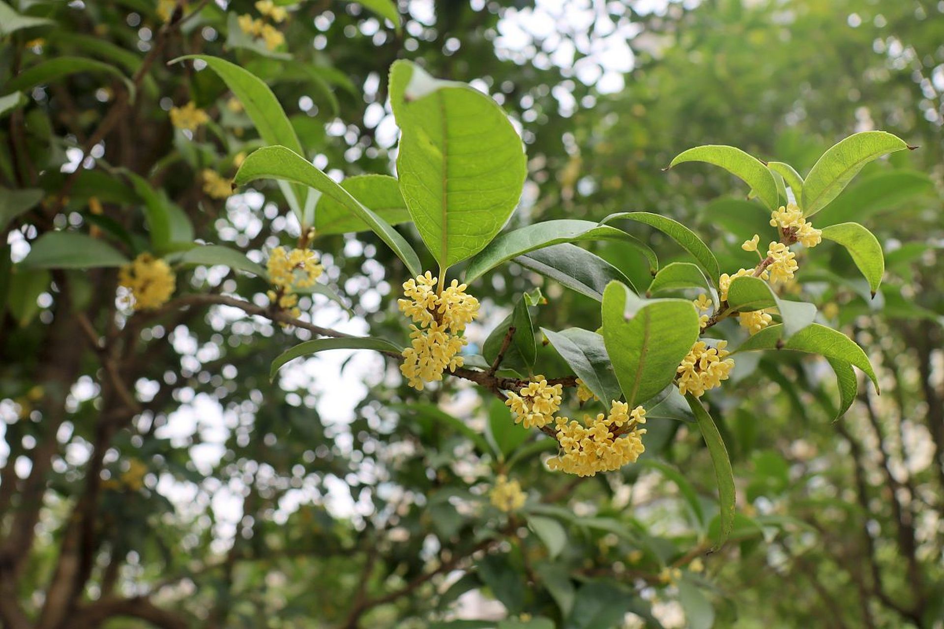 高山野生桂花树图片