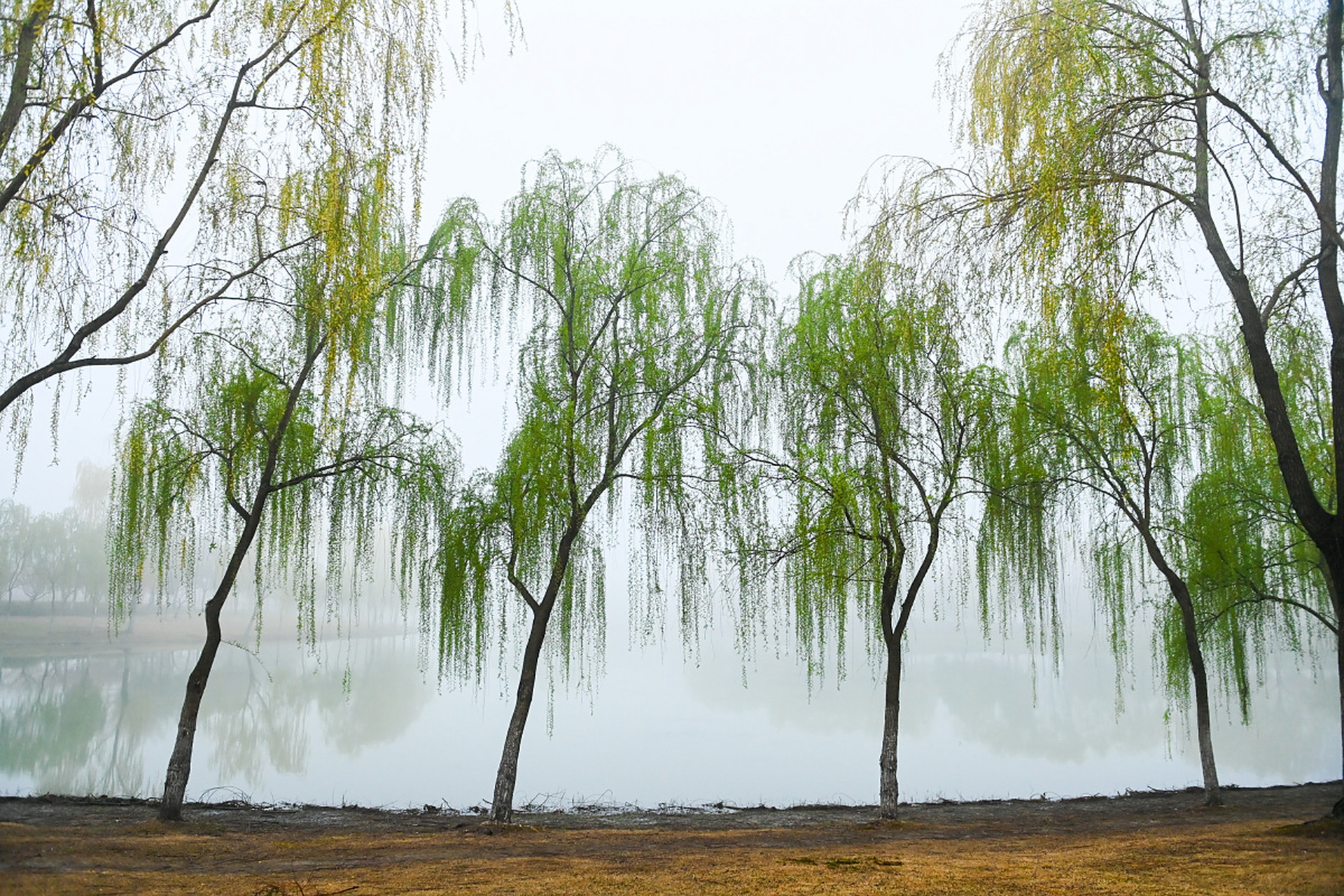 诗词# #唐诗宋词# #七绝# #杨柳