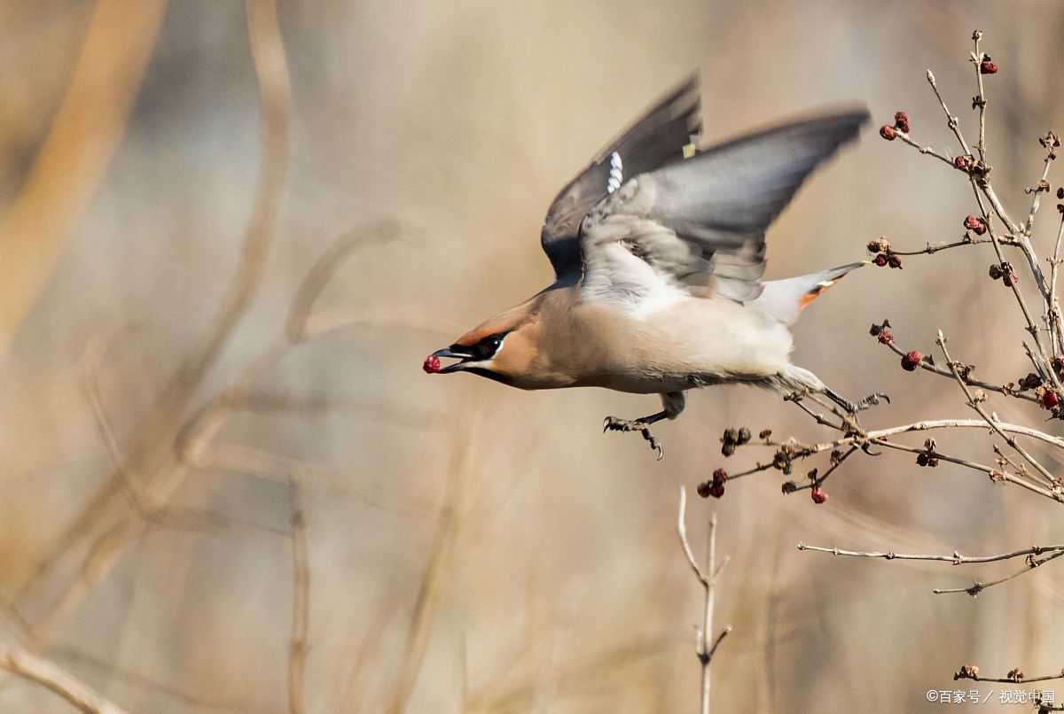 太平鸟,一种灵动而优雅的鸟类,以其独特的羽毛和悦耳的鸣声而闻名.
