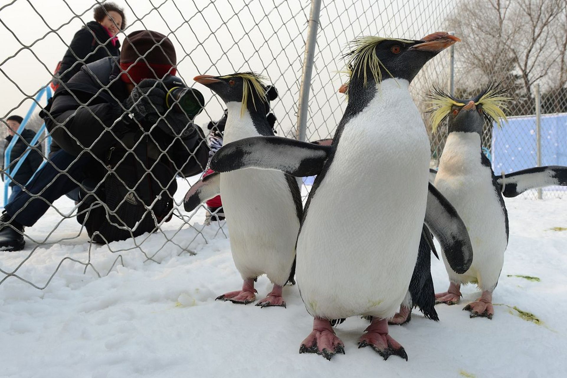 镜头里的春天# 春游大连老虎滩极地馆,与企鹅互动的过程中,人们会