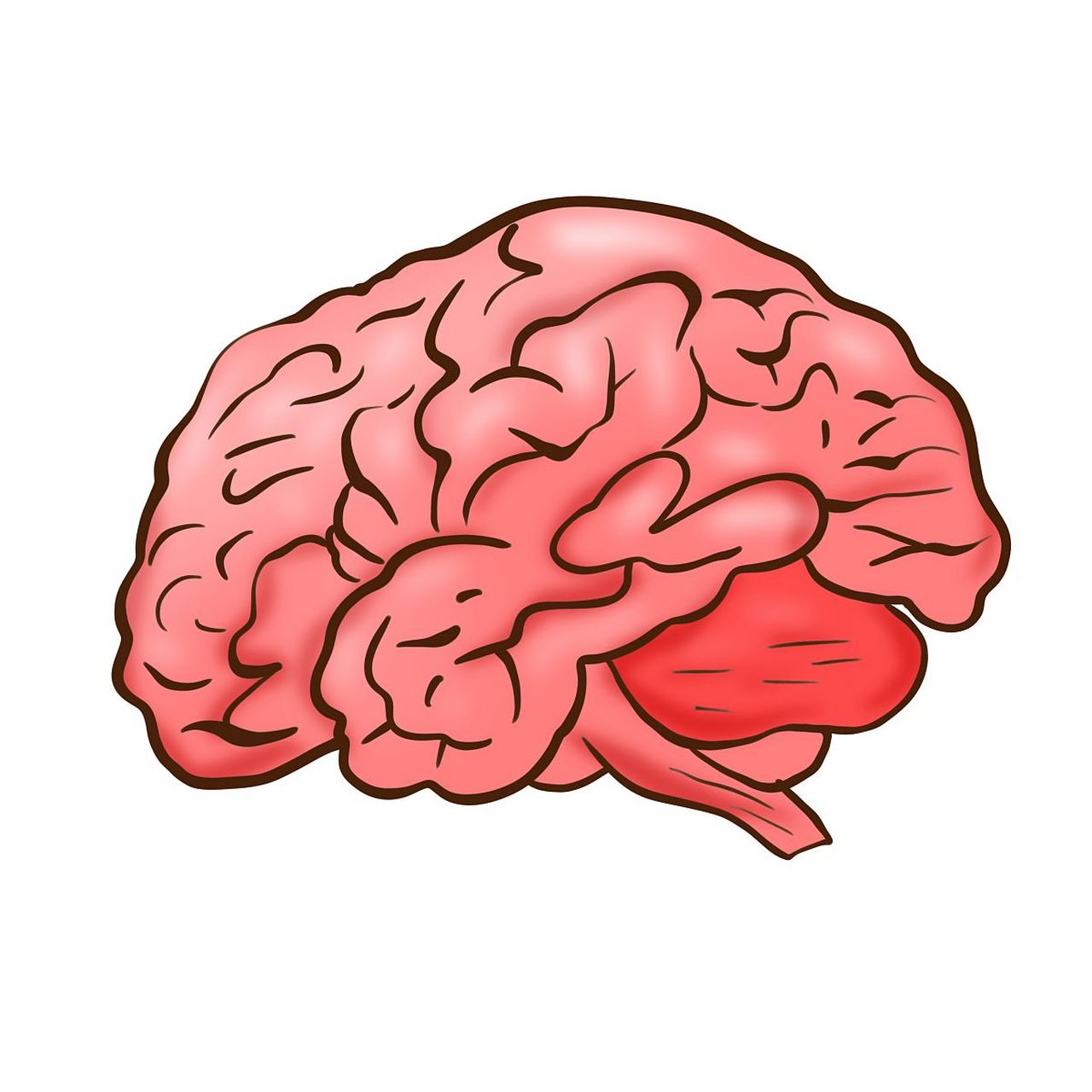 大脑在人体器官中是能耗最高的,它消耗了人体总能量的大约四分之一.