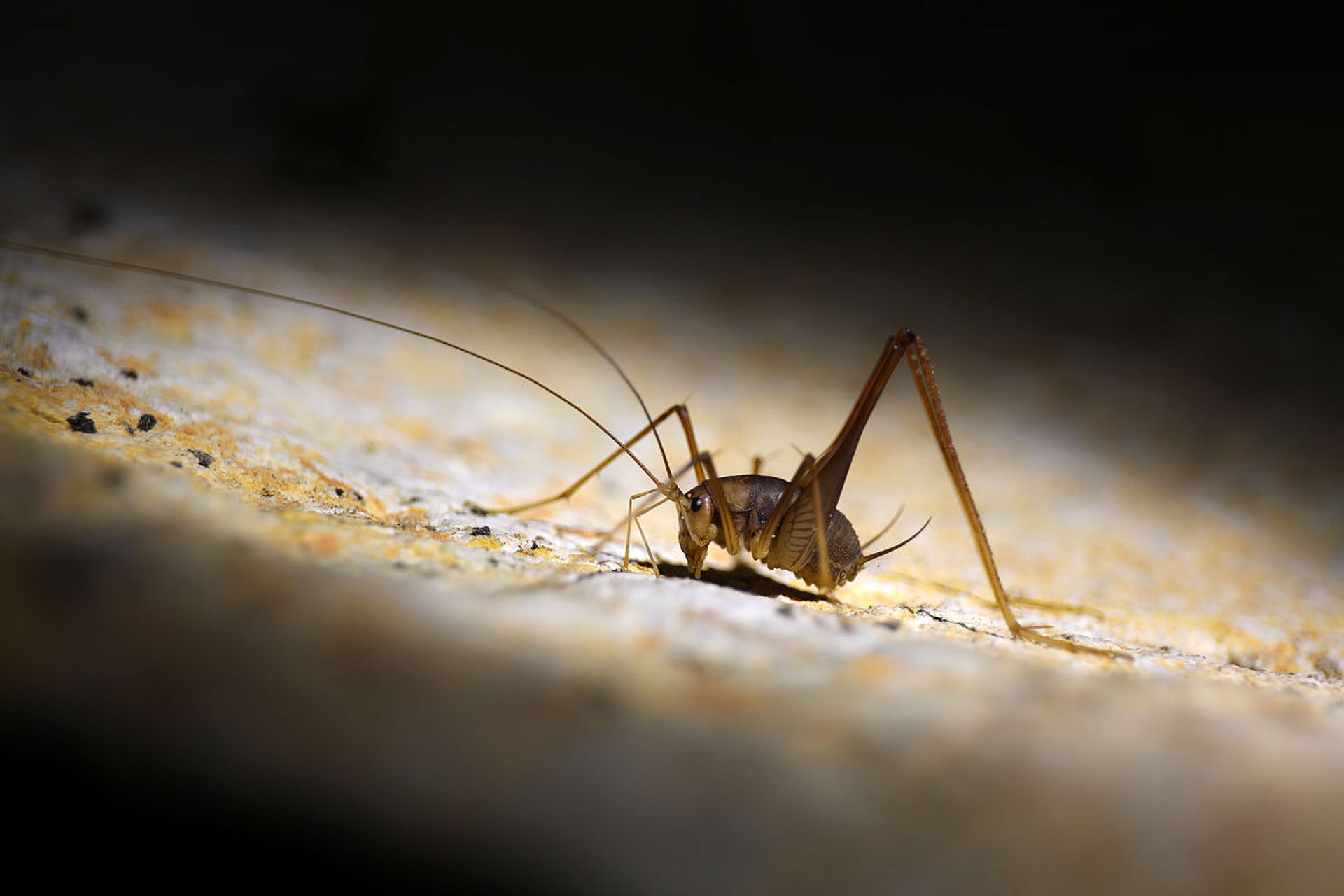 蜘蛛通常在房间的顶部结蜘蛛网.这房顶上还有一种虫子, 叫"灶马".