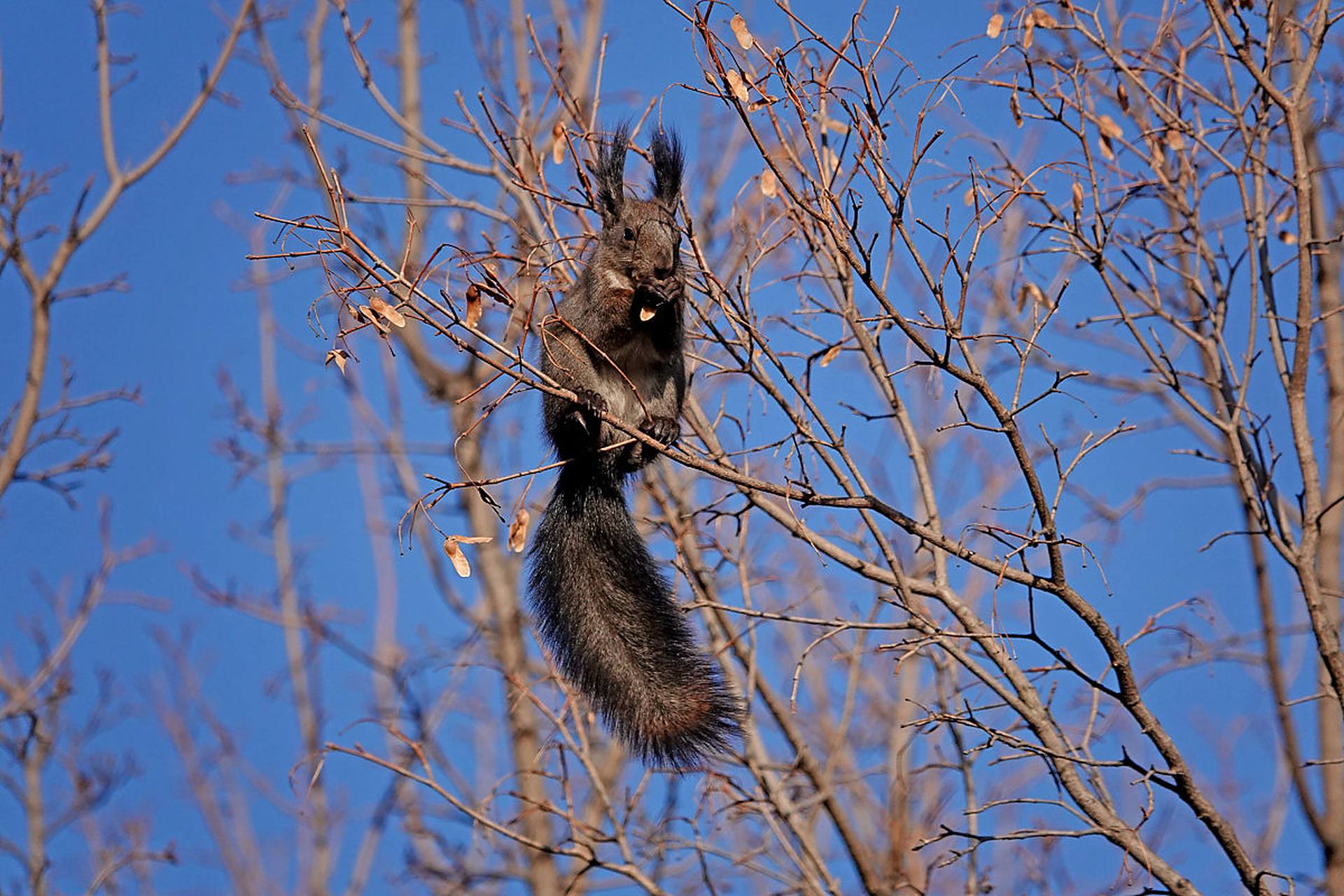 那一刻,松鼠与大自然融为一体,成为了森林中