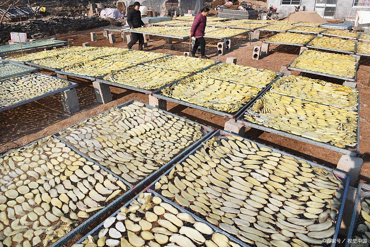 Hoài sơn phơi khô