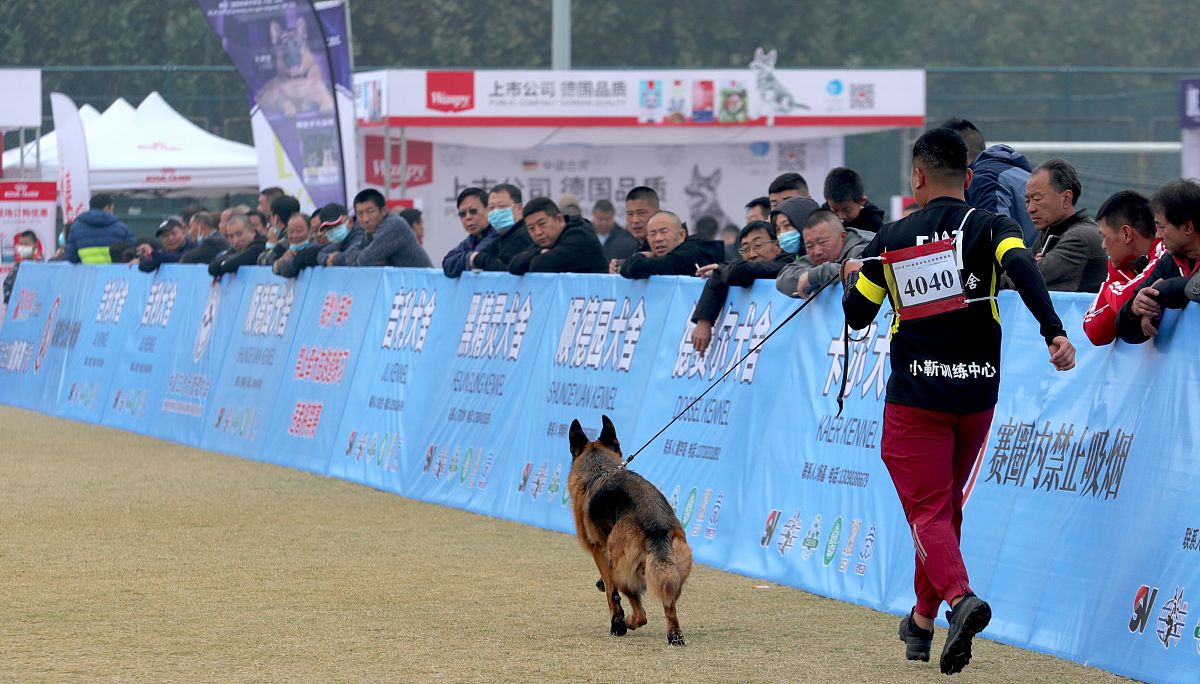 德国牧羊犬在 igp 比赛中有哪些优势?