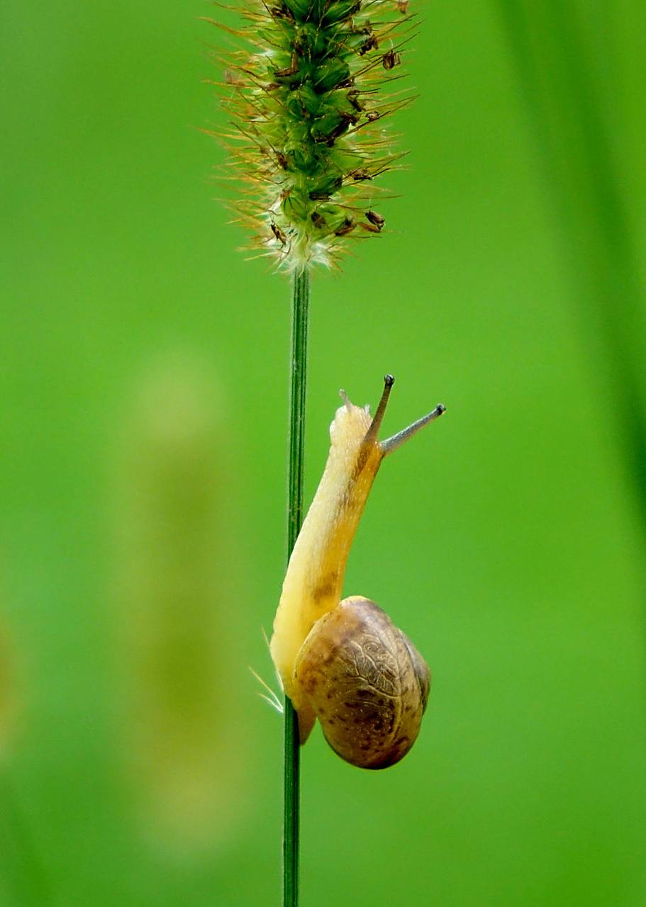 努力向上攀爬的小蜗牛.#动物趣图