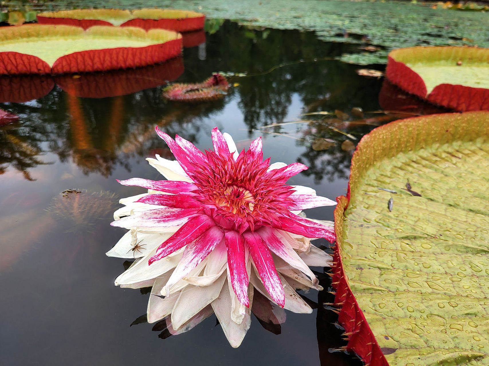 水中霸主----王莲 是睡莲科王莲属植物统称.