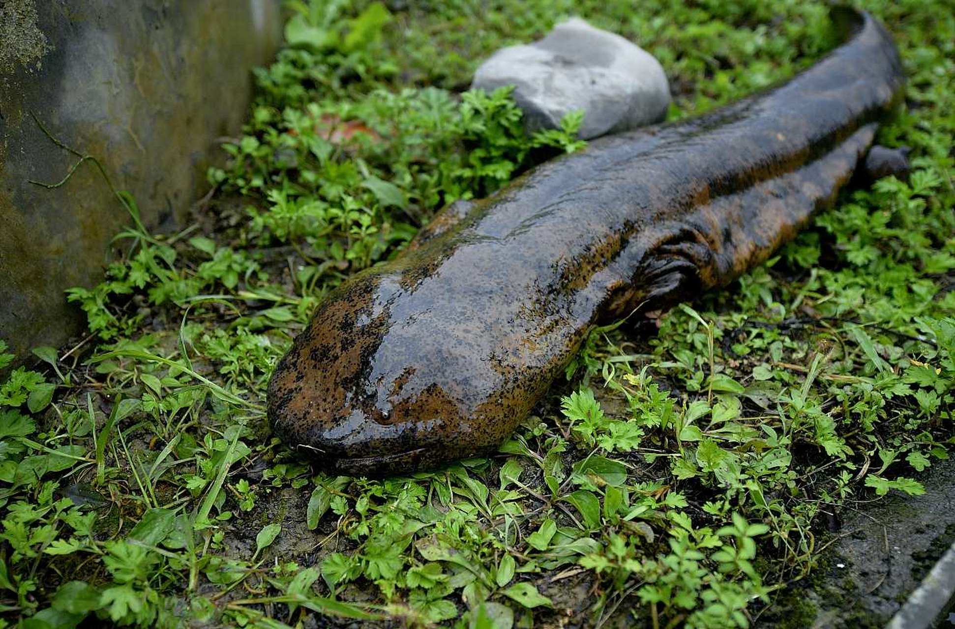 [原文:娃娃鱼怎么养?村哥笔记分.