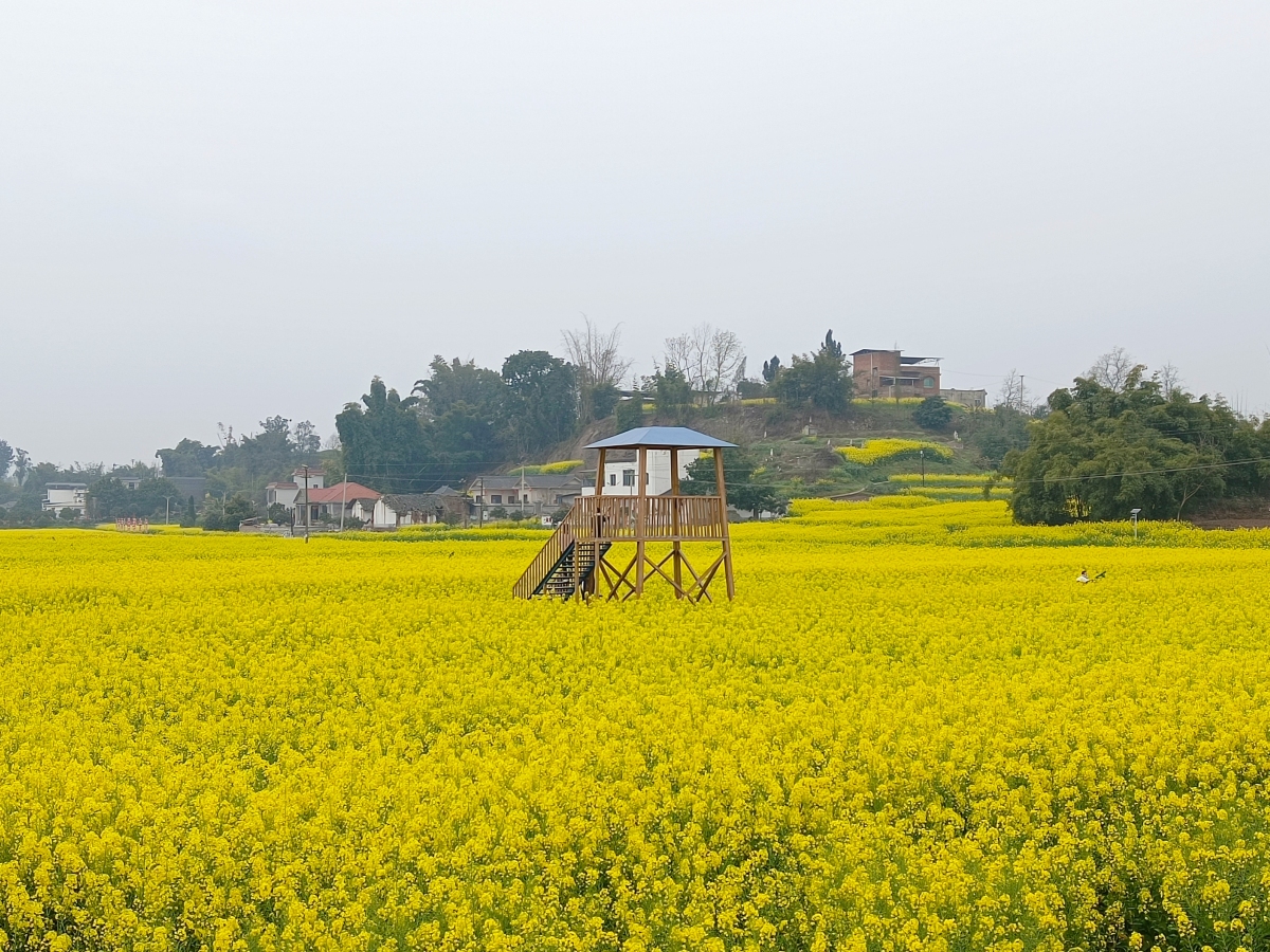 潼南油菜花景区,位于重庆市潼南县崇龛镇,每年春季都吸引着众多游客前