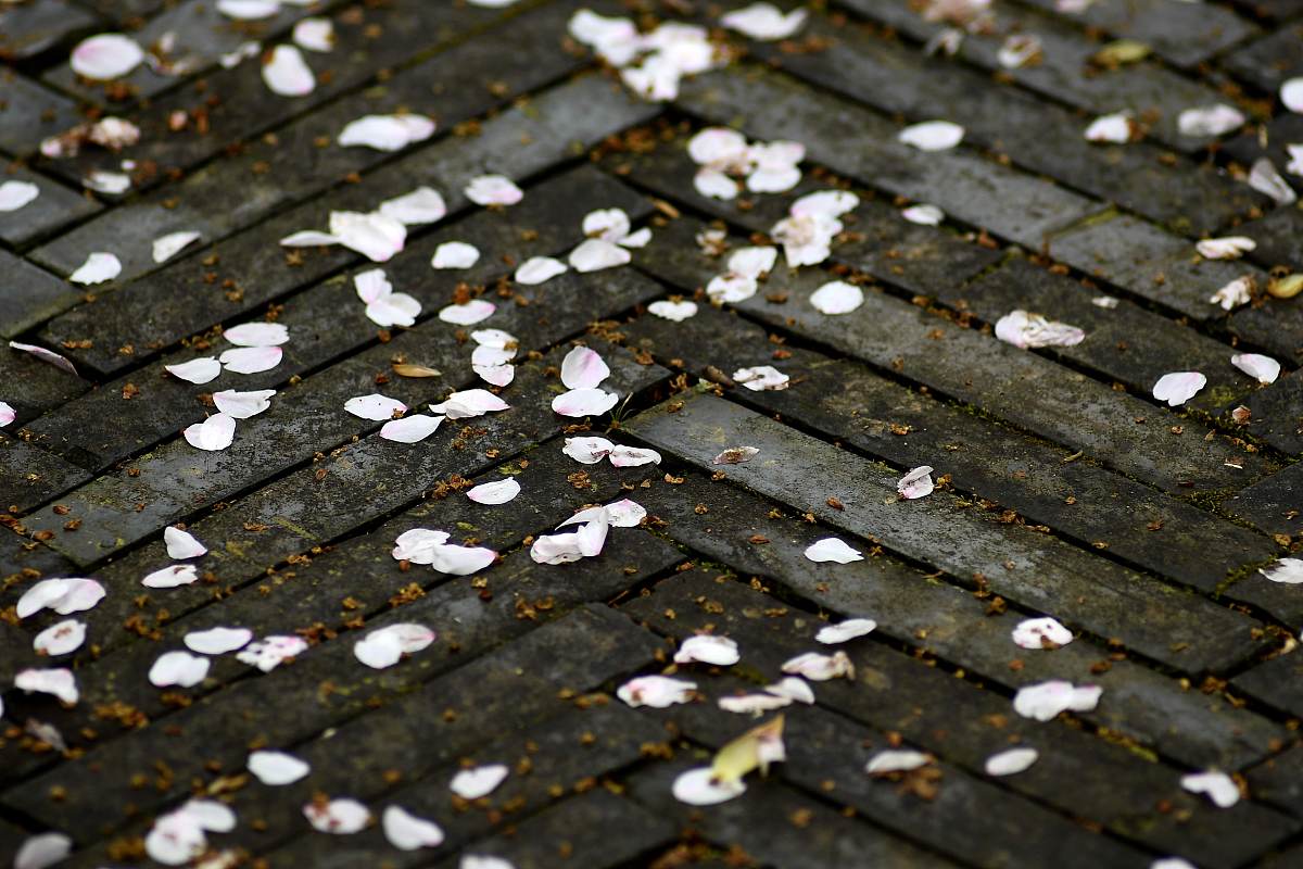 桃花凋谢片片殇,漫天飞舞心忧伤一年一年又一年,期待明年再续缘