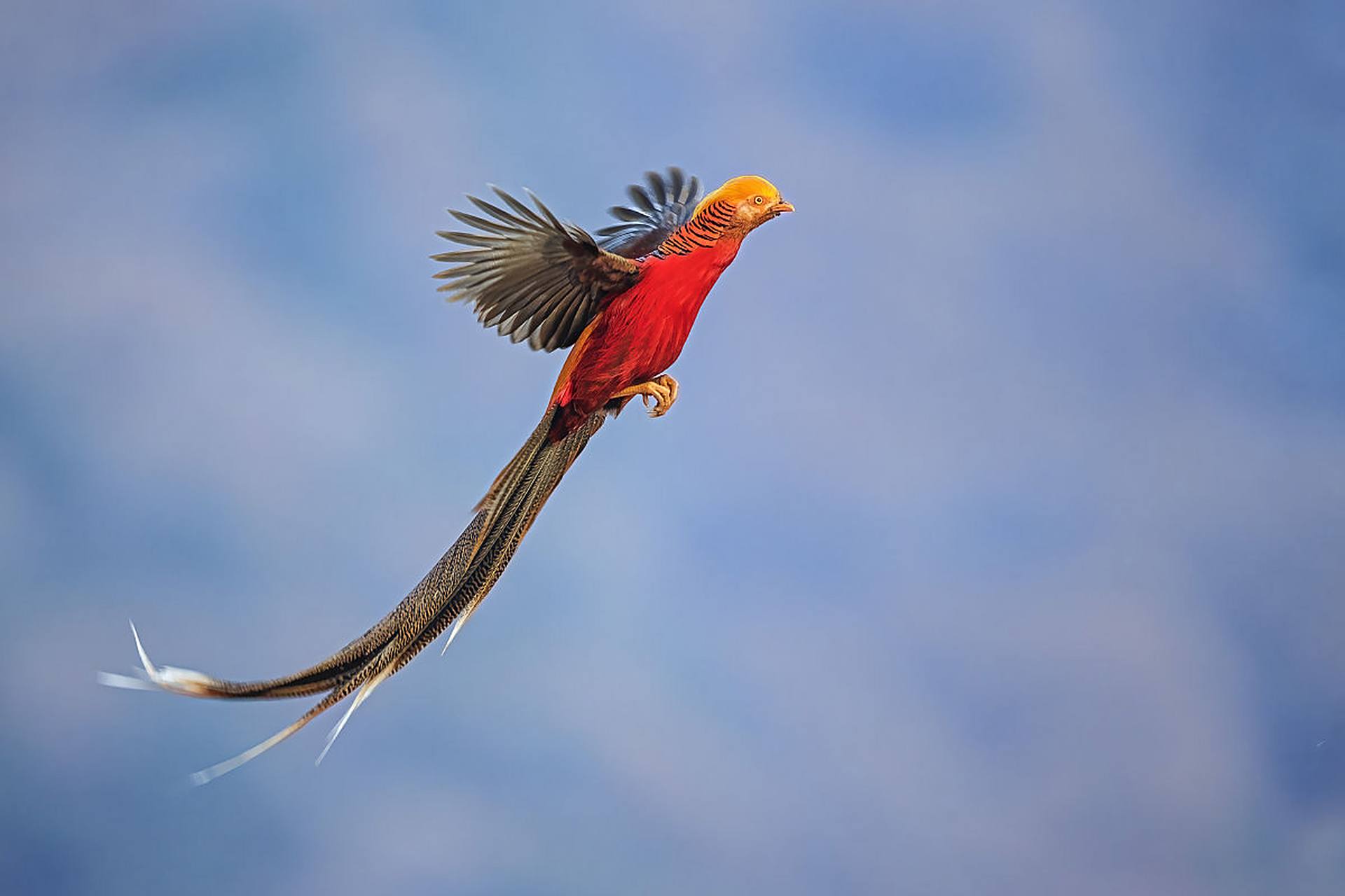 五彩锦鸡(chrysolophus pictus):亦称金鸡,古代禽鸟名,神话传说中的不