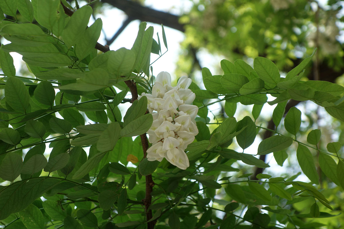 打油诗《岁月悟》街上柳成荫,絮飞无迹寻
