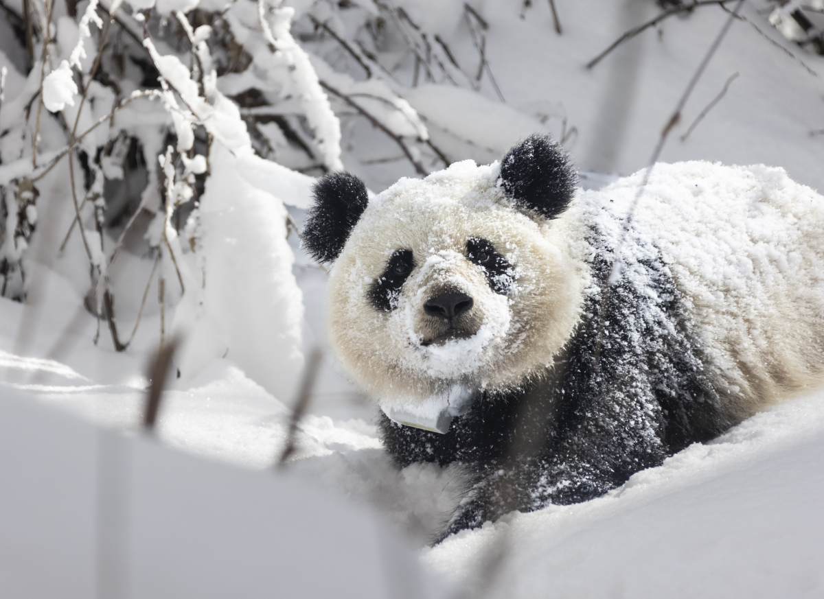 北京动物园大熊猫雪中嬉戏,中国启动新一轮大熊猫保护国际合作