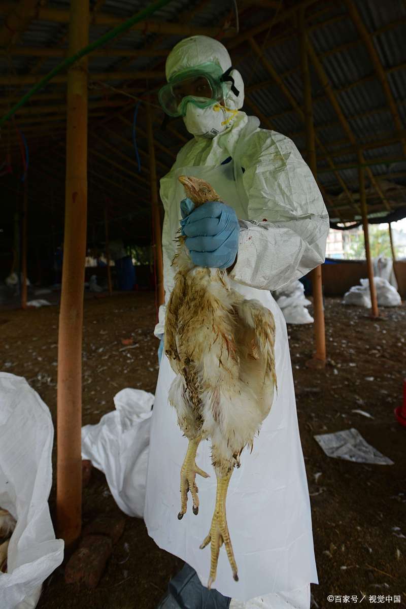 超120万只鸡被扑杀,如此汹涌的禽流感,中国是如何应对的?