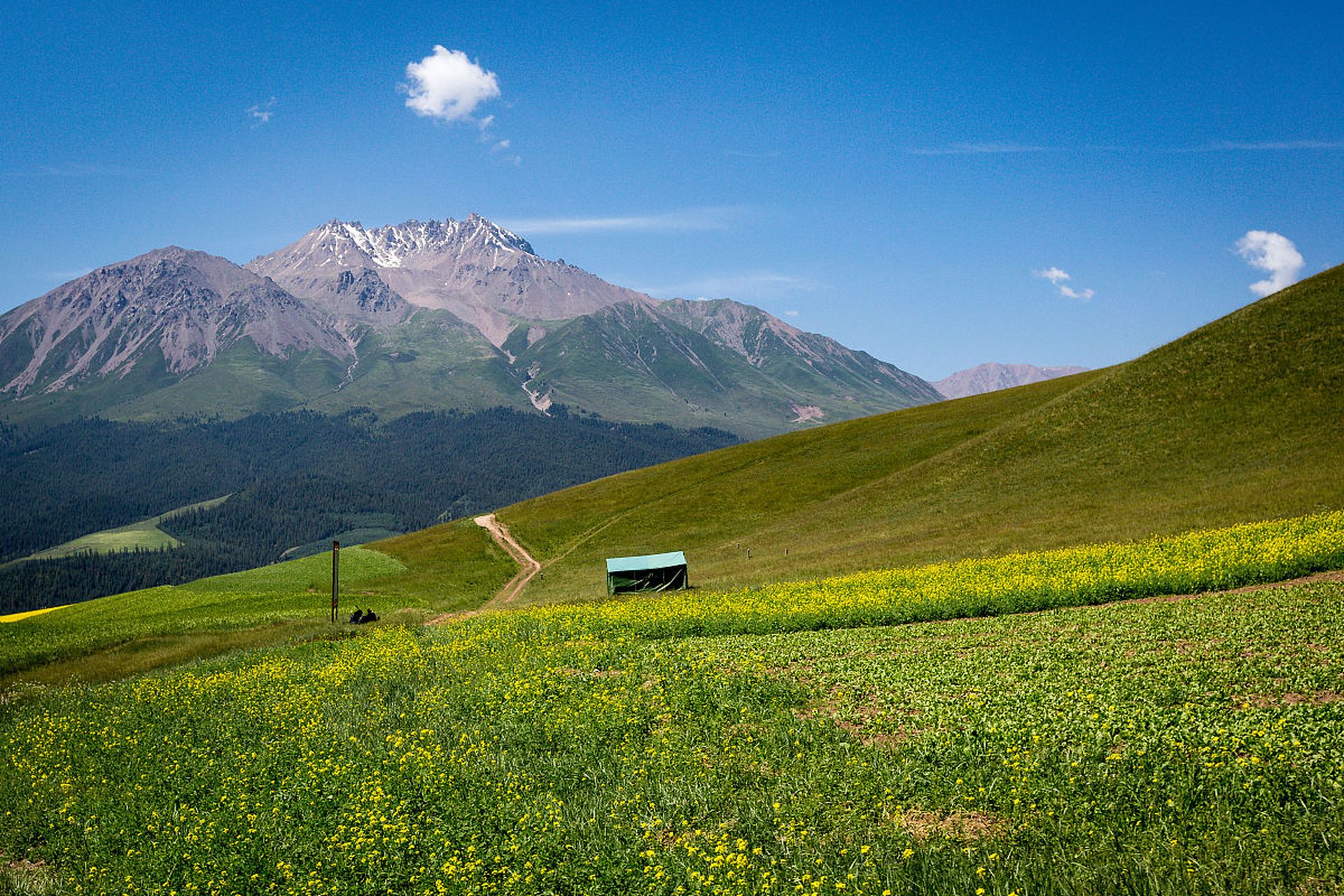 祁连山草原,位于中国青海省海北藏族自治州祁连县,是中国最美的草原