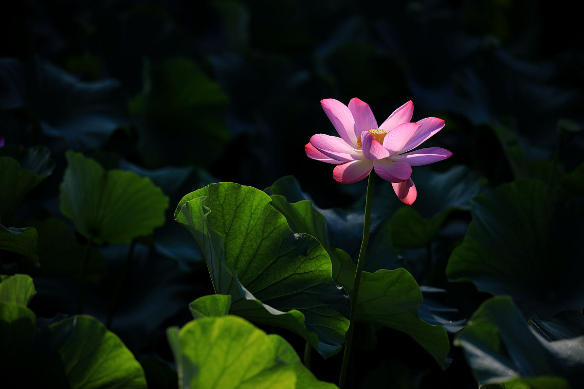 清晨雨露荷上景,中午阳光撒西湖满眼粉红悄佳丽,朵朵荷花君子红