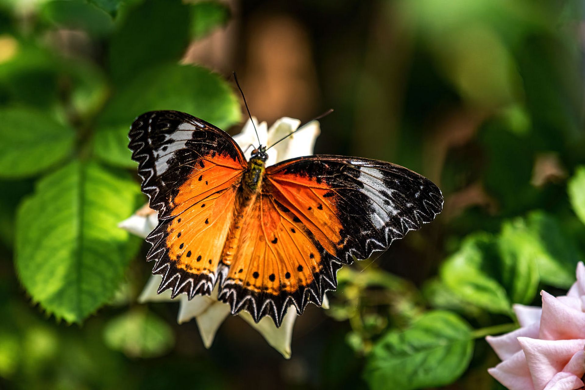 初见那人如幽梦,默记心怀.