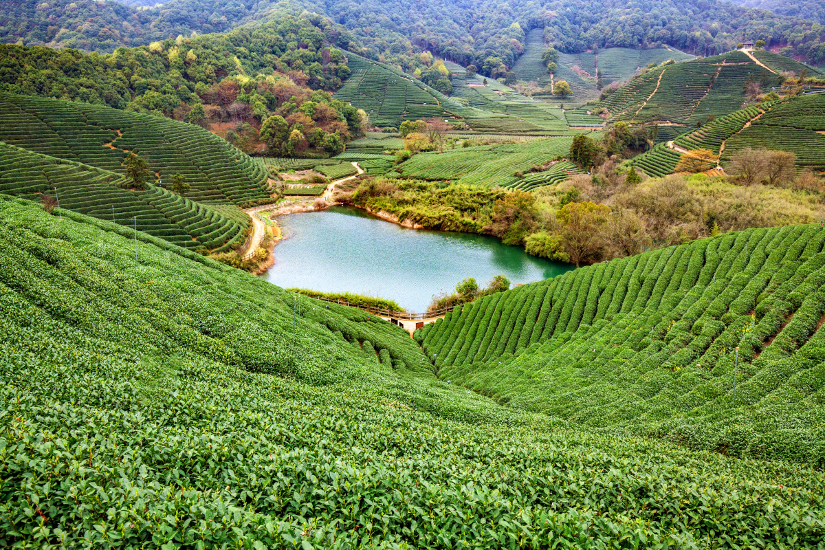 杭州龙坞茶镇旅游攻略