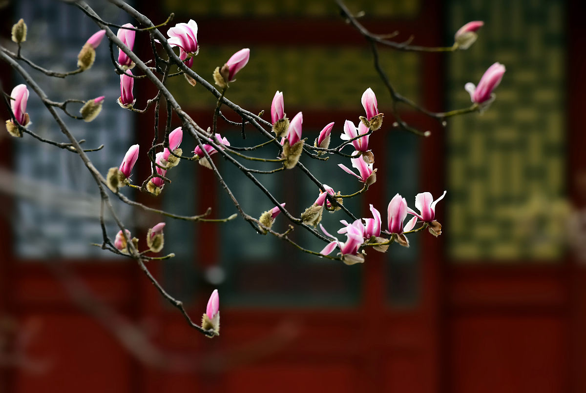 全宋词牌系列词集:八十五 画堂春-春晖