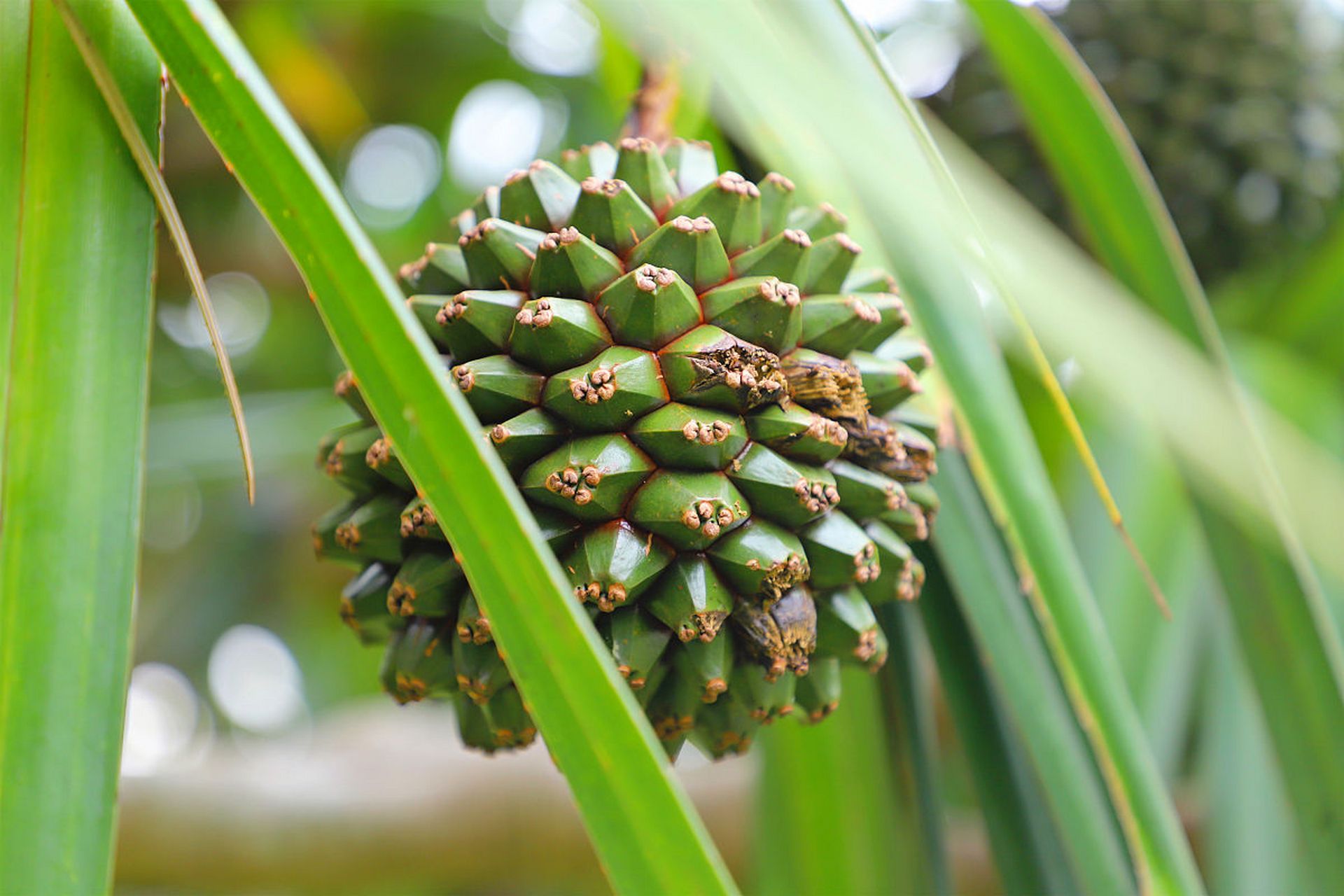 露兜果:和甘蔗有点像,味道甜甜的.#植物趣图