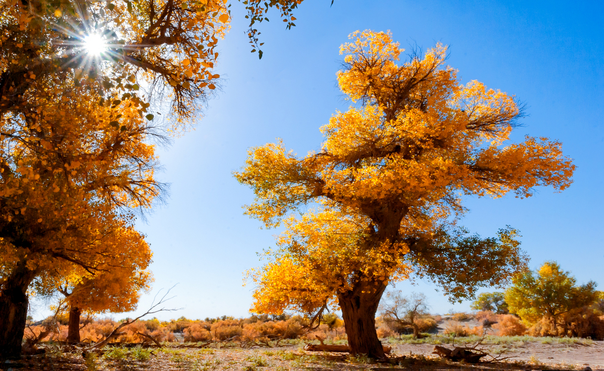 其中最著名的是新疆的轮台胡杨林,伊吾胡杨林和内蒙古额济纳旗的