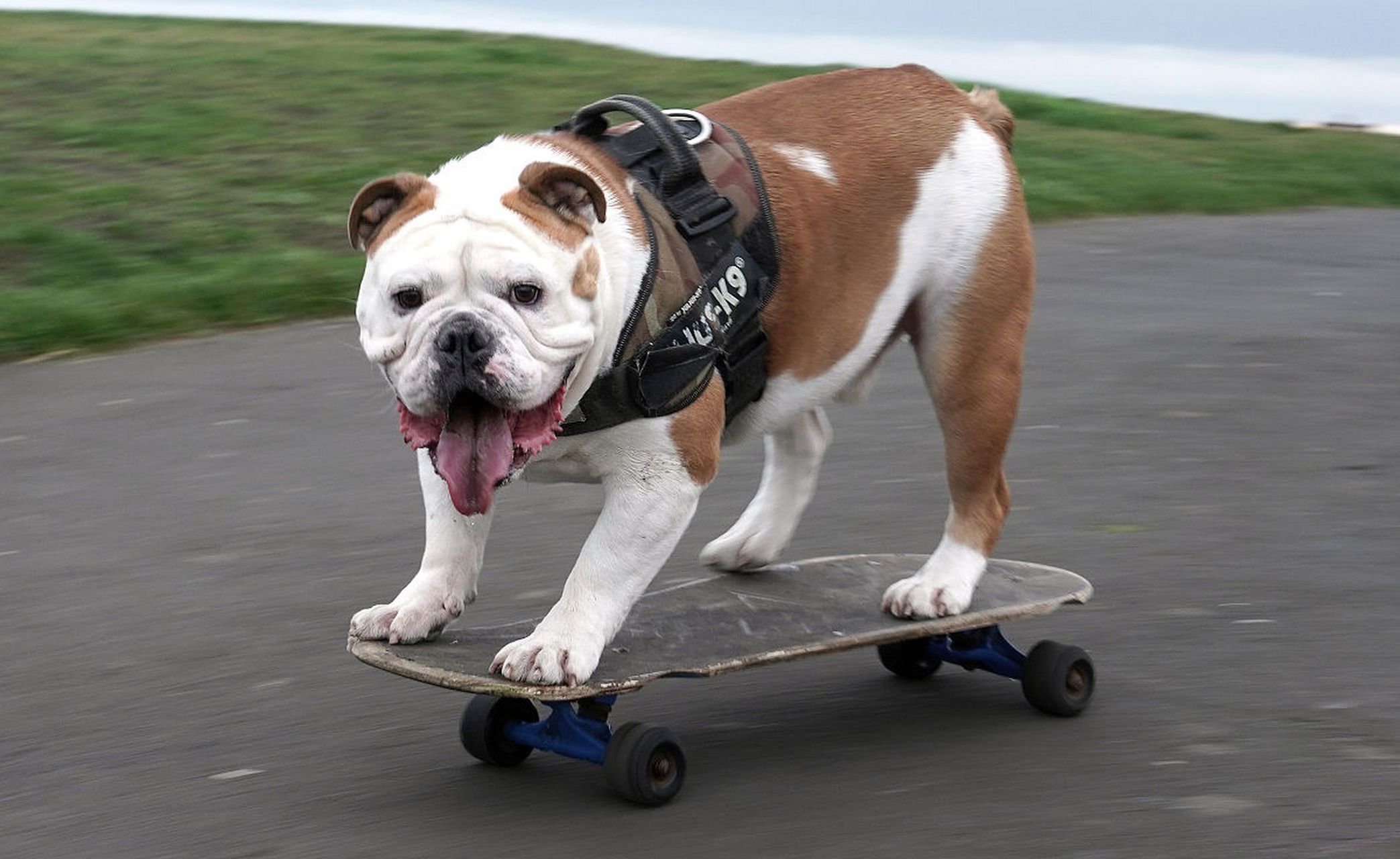 狗子的心里话# 玩滑板也叫技术活?愚蠢的人类真是可笑!