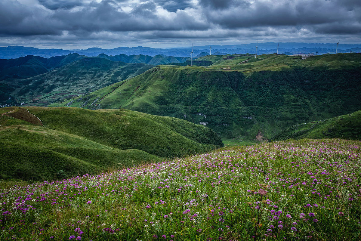 领略大自然的绝美韭菜花海:阿西里西韭菜坪
