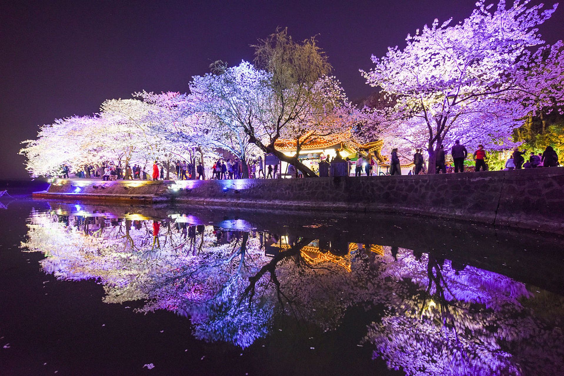 武汉东湖樱花园夜游记:夜色可餐,如梦似幻�夜幕低垂,华灯初上,我