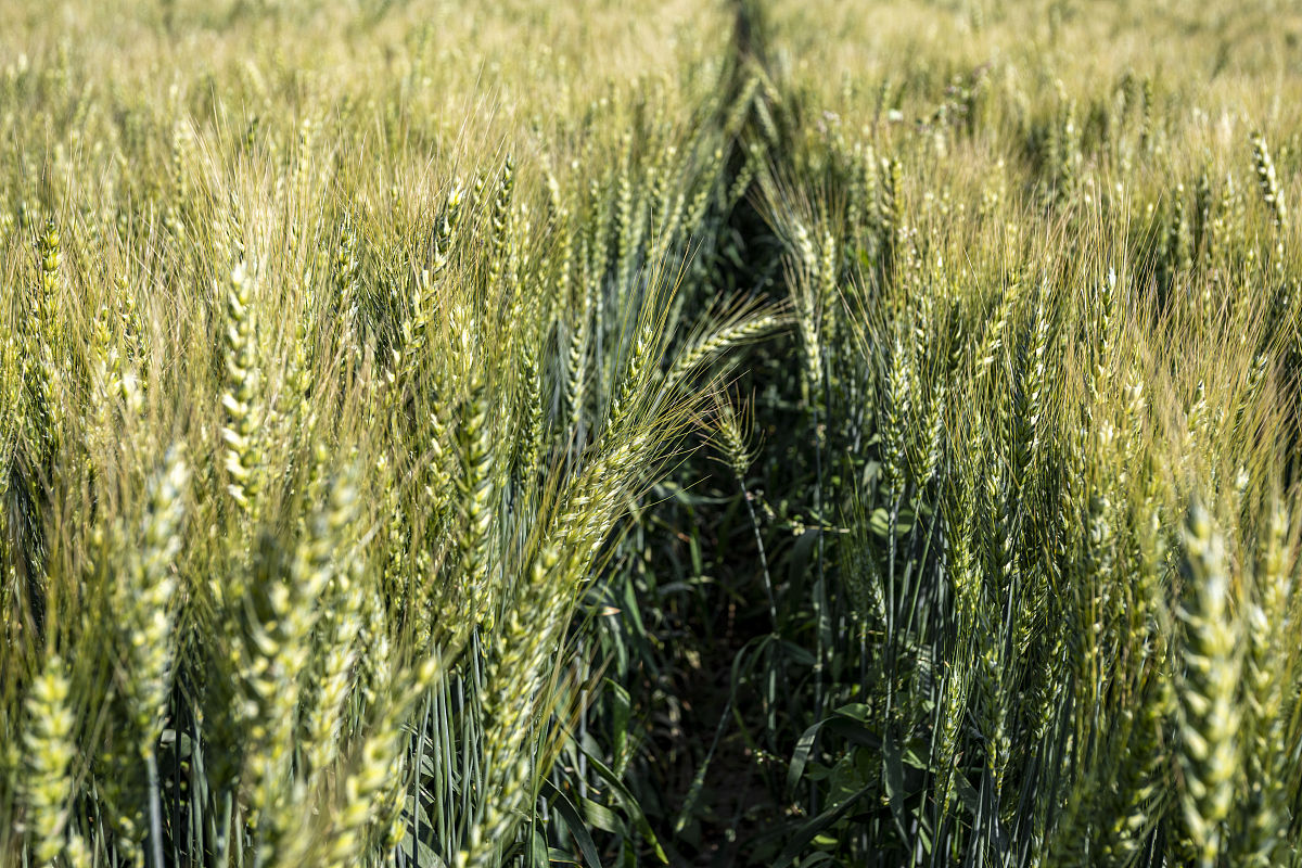 1500元一亩的青小麦,到底是谁在收购?