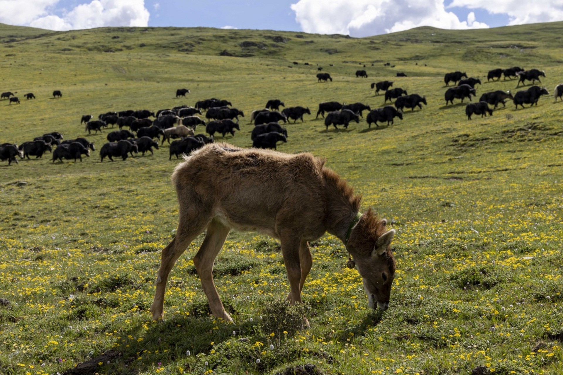 白唇鹿:是中国特有珍稀鹿种,被列入中国国家重点保护野生动物名录一级