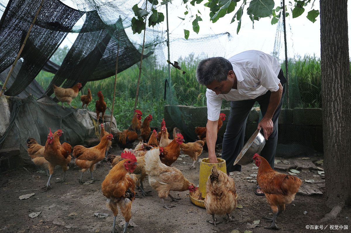 以前农村抓来喂鸡,如今成夜市摊美食百元一斤,农民:最好别吃!