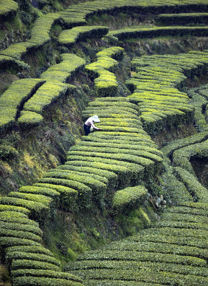 雁南飞茶田:位于梅州市梅县区雁洋镇,是一个集茶叶生产,生态旅游,度假