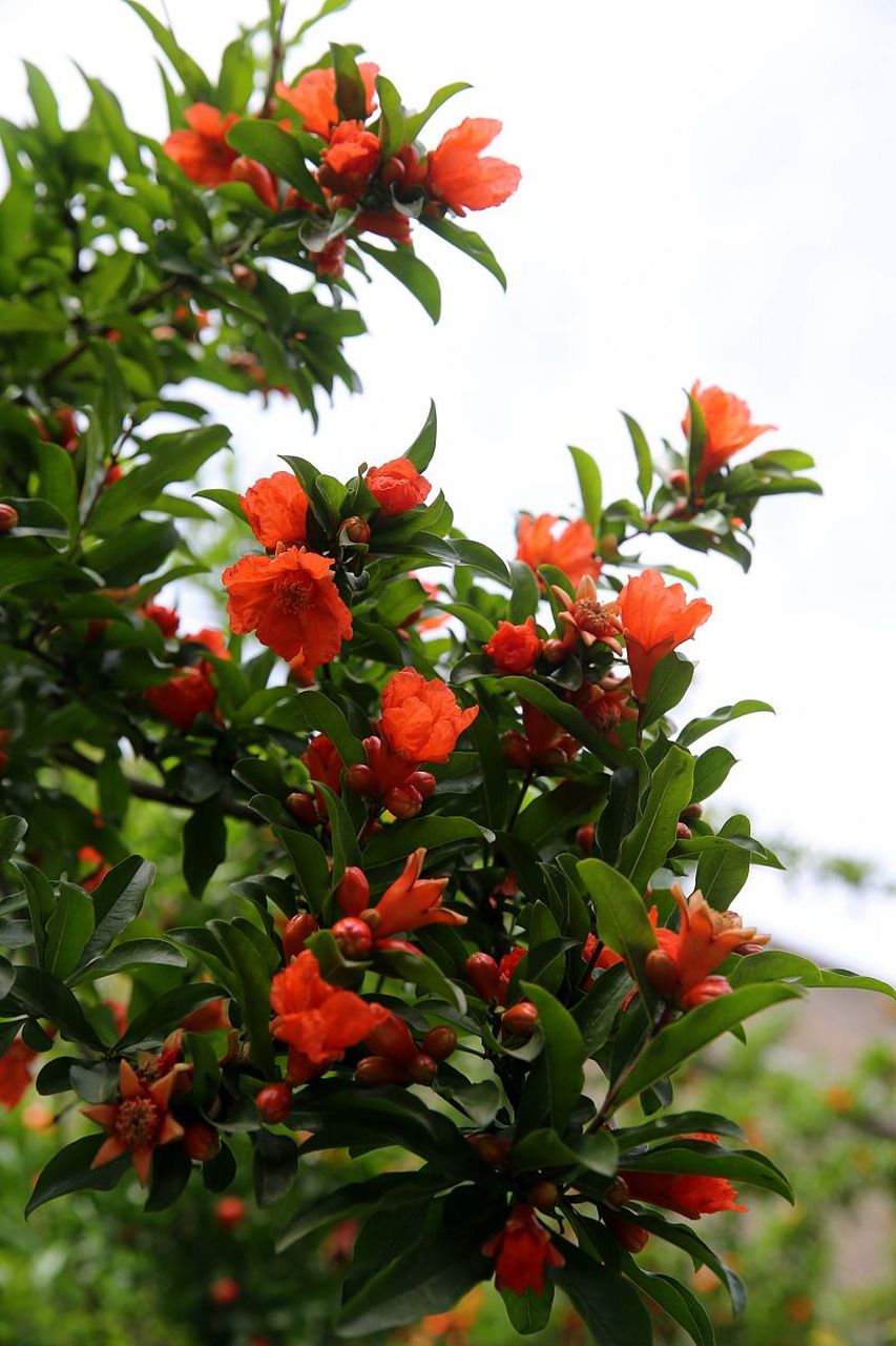 石榴花,樱红的石榴花满树盛开后,能映红花园.