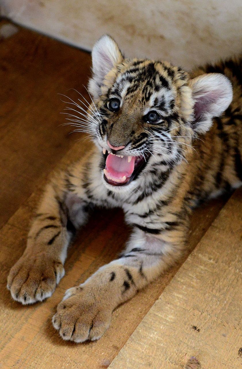 十二生肖成语  猴 马=猴年马月 蛇 鼠=蛇鼠一窝 鸡 狗=鸡犬不宁 狗 马