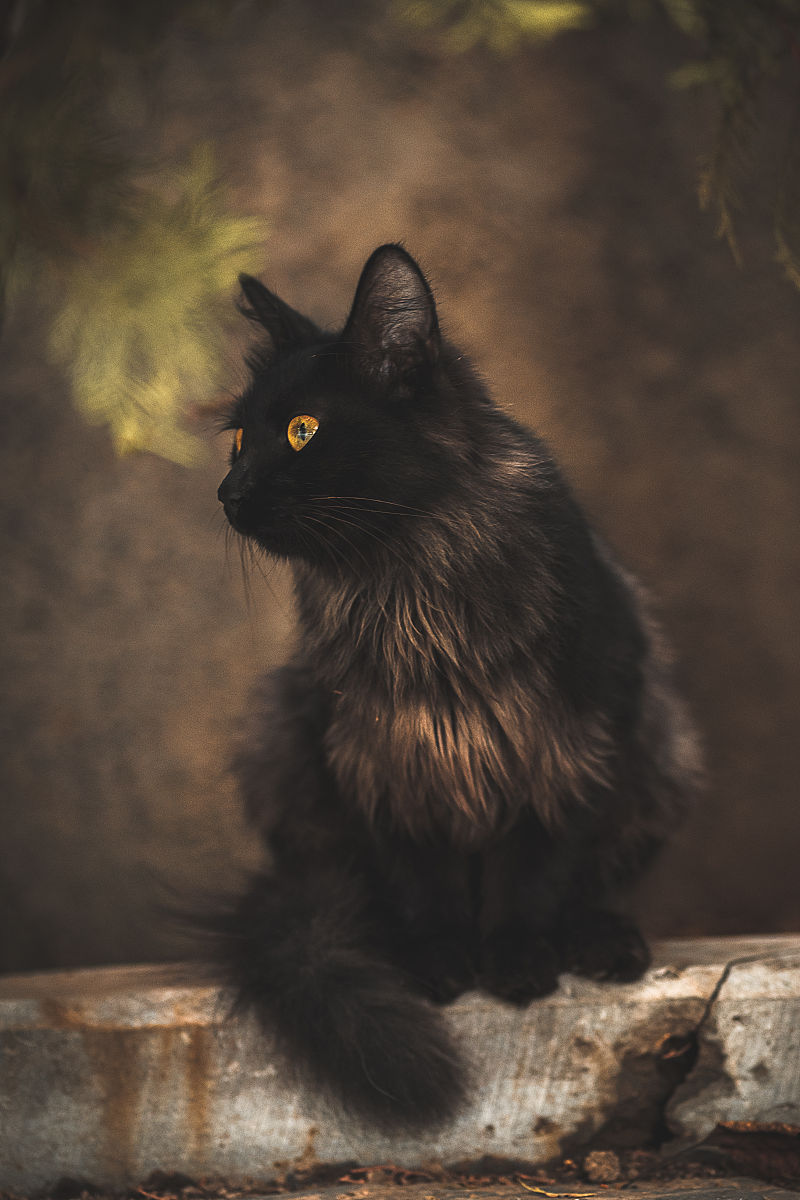 小镇里的神秘黑猫