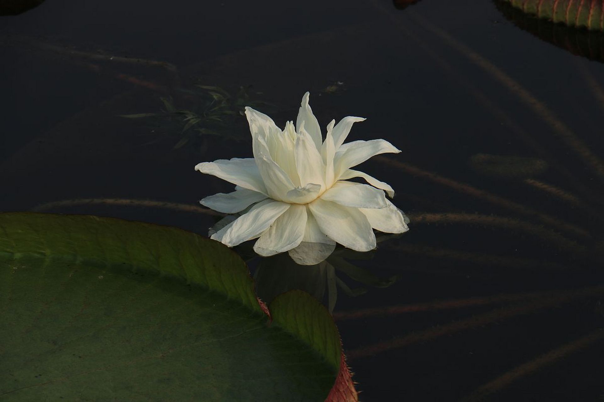 水中霸主----王莲 是睡莲科王莲属植物统称.