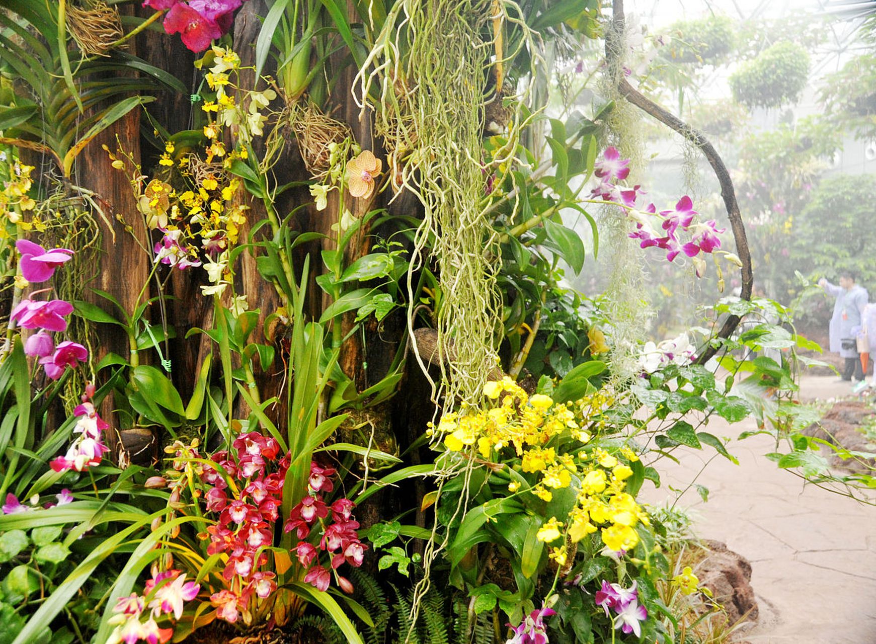 镜头里的春天# 热带兰花园游玩,犹如一座兰花的迷宫,汇聚了全球珍稀