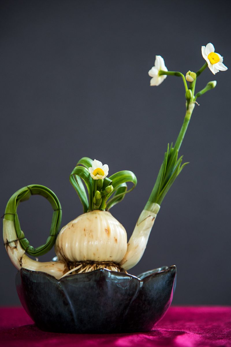 水仙雕刻黄金期:花苞形成前塑造艺术之美