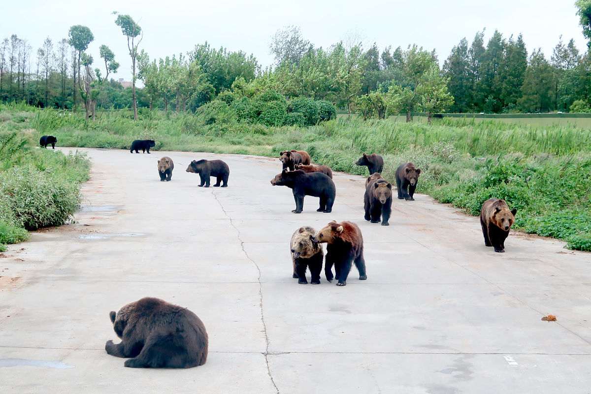 上海熊饲养员生前照片图片