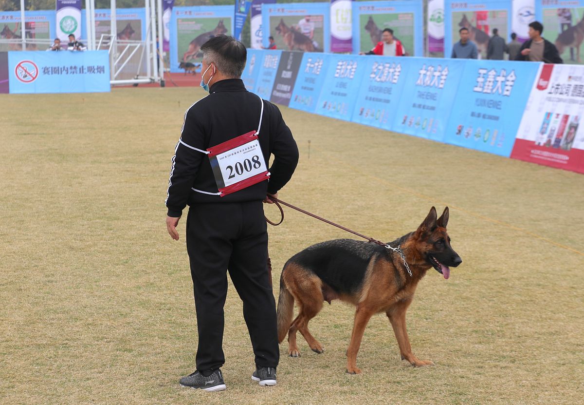 在训练德国牧羊犬参加 igp 比赛时需要注意些什么?