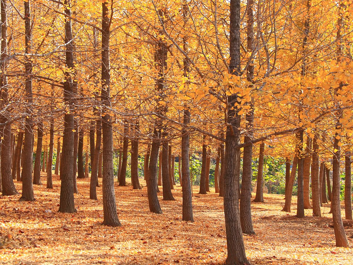 秋天的海东市树林景色如何?