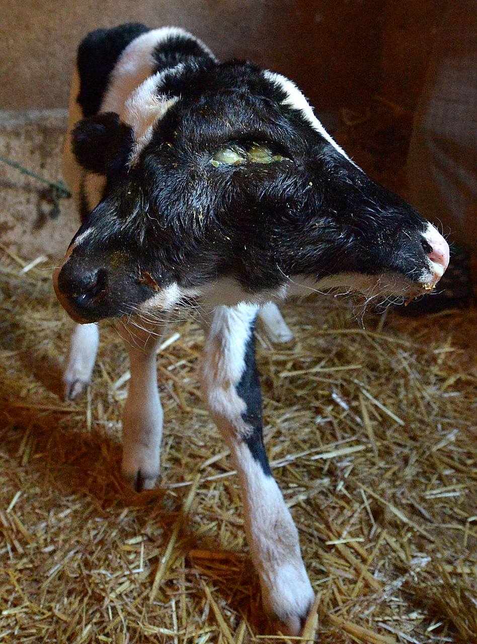 这只奶牛宝宝有两个头,但只有一个身躯.